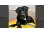 Adopt Wellington a Black Labrador Retriever / Mixed dog in Weaverville