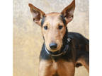 Adopt Cormac a Black Irish Terrier / Mixed dog in Lihue, HI (39064209)