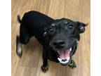 Adopt Bilbo a Black Terrier (Unknown Type, Small) / Mixed dog in Baton Rouge