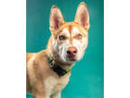 Adopt Chalkie a Red/Golden/Orange/Chestnut Husky / Mixed dog in Santa Paula