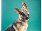 Adopt Jerri a Black German Shepherd Dog / Mixed dog in Santa Paula