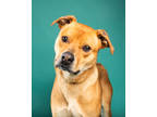 Adopt Jenson a Tan/Yellow/Fawn Mixed Breed (Large) / Mixed dog in Santa Paula