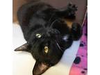 Adopt Sammi a All Black Domestic Shorthair / Domestic Shorthair / Mixed cat in