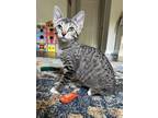 Adopt TIPPY TOES a Gray, Blue or Silver Tabby American Shorthair / Mixed (short