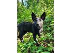 Adopt Amethist a Black Shepherd (Unknown Type) / Mixed dog in Hastings