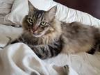 Adopt Pawley a Brown or Chocolate Maine Coon / Mixed (long coat) cat in
