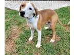 Adopt Benny a Brown/Chocolate - with White English (Redtick) Coonhound / Mixed