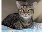 Adopt Ginger a Gray or Blue Domestic Shorthair / Domestic Shorthair / Mixed cat