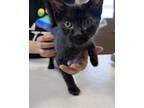 Adopt Rattlesnake a All Black Domestic Shorthair / Domestic Shorthair / Mixed