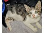 Adopt Marybeth a Gray, Blue or Silver Tabby Domestic Shorthair (short coat) cat