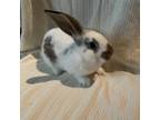 Adopt Marbles a Bunny Rabbit