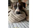 Adopt Citrus a American Pit Bull Terrier / Mixed Breed (Medium) / Mixed dog in