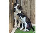 Adopt Remington a Tricolor (Tan/Brown & Black & White) Australian Cattle Dog /