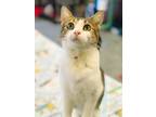Adopt Tiffany a Domestic Shorthair / Mixed (short coat) cat in EFFINGHAM