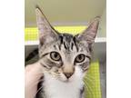Adopt Audrey Hepburn a Brown Tabby Domestic Shorthair / Mixed cat in Alpharetta