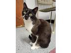 Adopt Dimaria a All Black Domestic Shorthair / Domestic Shorthair / Mixed cat in