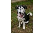 Adopt Ponyo a Gray/Silver/Salt & Pepper - with Black Husky / Alaskan Malamute /