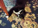 Adopt Jo a Black & White or Tuxedo Domestic Shorthair / Mixed (short coat) cat