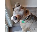 Adopt Jax a Gray/Silver/Salt & Pepper - with Black Staffordshire Bull Terrier /