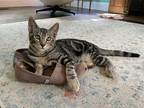 Adopt Angelo a Brown Tabby Tabby (short coat) cat in Oakland, CA (39074192)