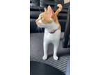 Adopt Icarus a Orange or Red (Mostly) Domestic Shorthair (short coat) cat in