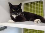 Adopt Beety Boop a Black & White or Tuxedo Domestic Shorthair / Mixed cat in