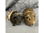 Adopt Gummy a Black Guinea Pig / Guinea Pig / Mixed small animal in Wheaton
