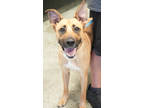 Adopt Moxy a Tan/Yellow/Fawn Shepherd (Unknown Type) / Mixed dog in Bowling