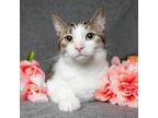 Adopt Atlas a Domestic Short Hair