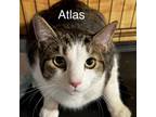 Adopt Atlas a Domestic Short Hair