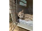 Adopt Trudy a Orange or Red Domestic Shorthair / Domestic Shorthair / Mixed