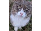 Adopt Mojo a Gray or Blue Domestic Mediumhair / Mixed (medium coat) cat in