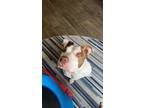 Adopt Figemore a White - with Brown or Chocolate American Pit Bull Terrier /