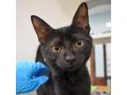 Adopt Frodo a All Black Domestic Shorthair / Mixed cat in West Palm Beach