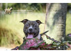 Adopt 66513A Star a Black American Staffordshire Terrier / Mixed dog in North