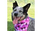 Adopt Royce (Main Campus) a Black Australian Cattle Dog / Mixed dog in
