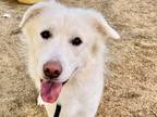 Adopt Rave a White Mixed Breed (Large) / Mixed dog in Georgetown, TX (38924413)