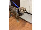 Adopt 54038970 a Brown/Chocolate Mixed Breed (Large) / Mixed dog in Baton Rouge