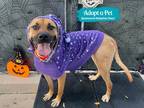 Adopt Bailey Fuji a Mixed Breed (Large) / Mixed dog in Staten Island