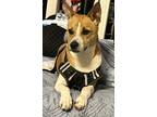 Adopt Guardian a Tan/Yellow/Fawn Basenji / Shepherd (Unknown Type) / Mixed dog