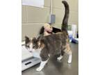 Adopt 16965-Tulip-Petsense a Domestic Shorthair / Mixed cat in Covington