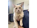 Adopt 16976 a Domestic Mediumhair / Mixed cat in Covington, GA (39075912)