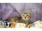 Adopt Sarafina a Calico or Dilute Calico Calico / Mixed (short coat) cat in