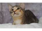 Adopt Wren a Calico or Dilute Calico Calico / Mixed (short coat) cat in Garland