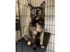 Adopt Mama Ru a Domestic Shorthair / Mixed (short coat) cat in Cincinnati