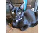 Adopt Artair a All Black Domestic Shorthair / Mixed (short coat) cat in Trenton