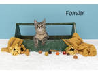 Adopt Flounder a Orange or Red Domestic Shorthair / Domestic Shorthair / Mixed