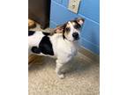 Adopt Scout a White Treeing Walker Coonhound / Mixed dog in Columbia City