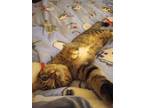 Adopt Moose a Spotted Tabby/Leopard Spotted Tabby / Mixed (short coat) cat in
