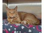 Adopt Meow Meow (Fiori) a Orange or Red Domestic Shorthair / Domestic Shorthair